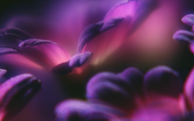 purple flower petals close-up