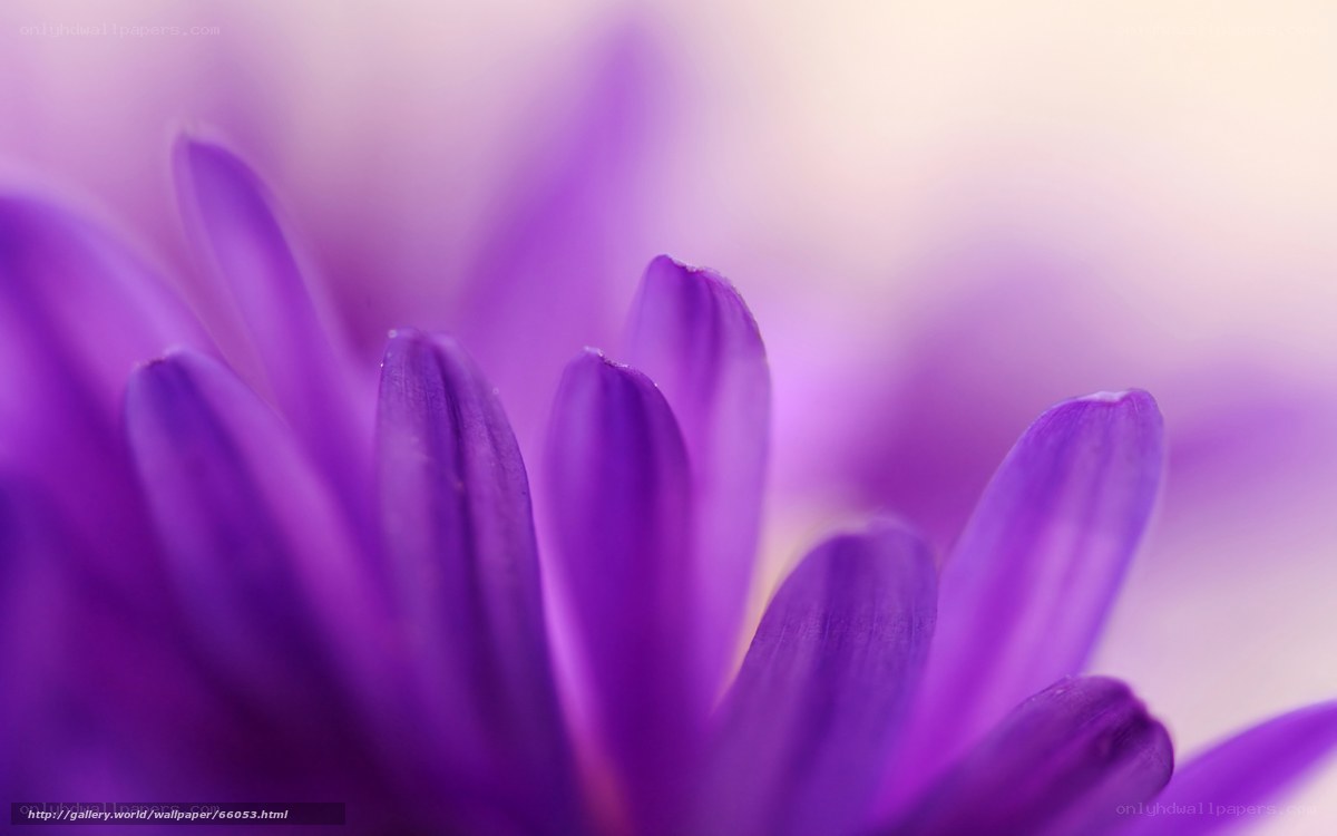 purple flower petals close-up