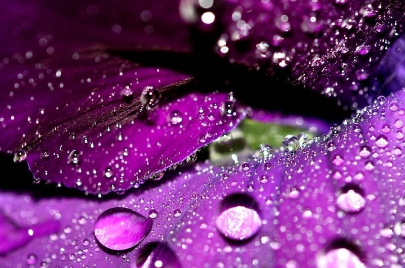Purple Flower Petals — Detailed