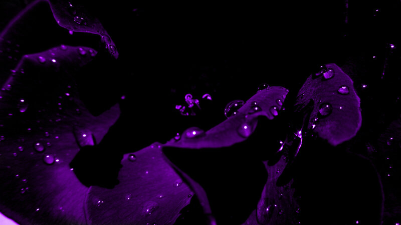 Purple Flower Petals — Dramatic, Night