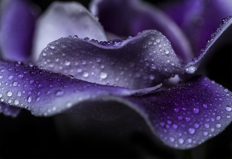 Purple Flower Petals — Dramatic, Photograph
