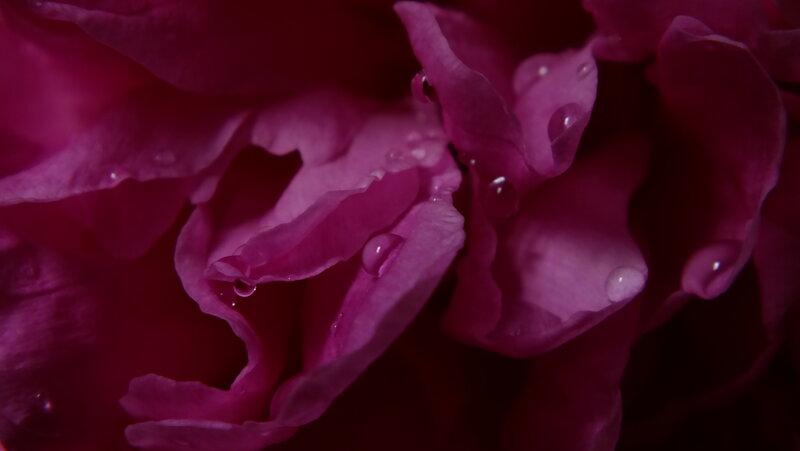 Purple Flower Petals — Dramatic, Photograph, Water Droplets