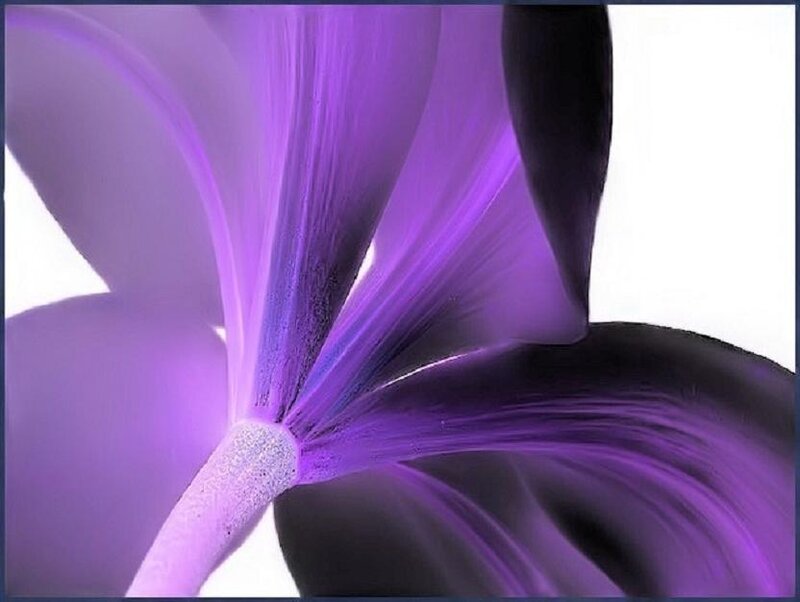 Purple Flower Petals — Dramatic
