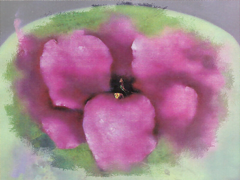 Purple Flower Petals — Pink