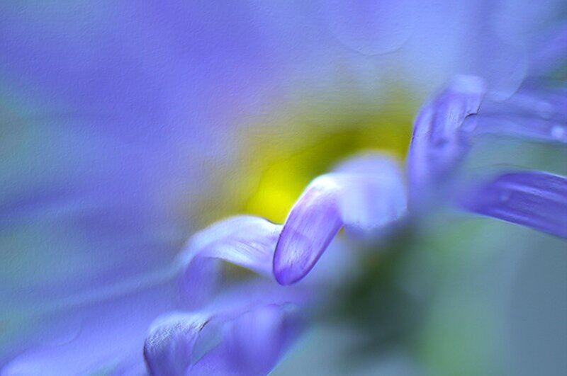 Purple Flower Petals — Serene, Photograph