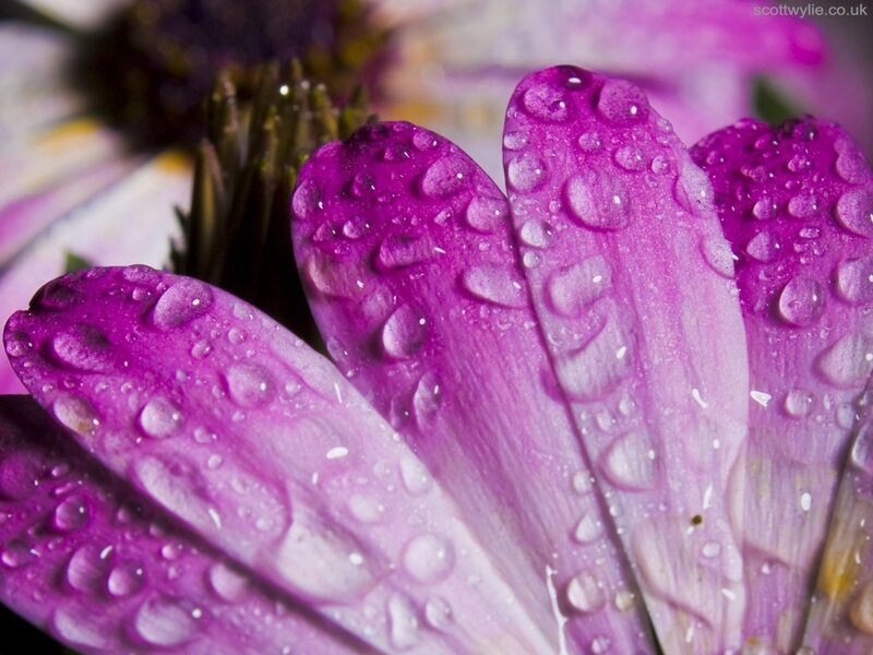 Purple Flower Petals — Serene, Photograph, Water Droplets, Flower Center