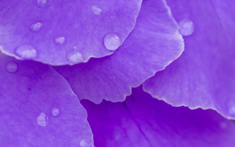 Purple Flower Petals — Serene, Photograph, Water Droplets