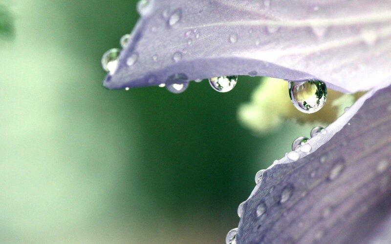 Purple Flower Petals — Serene