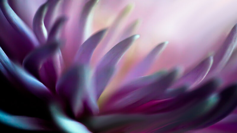 Purple Flower Petals — Soft