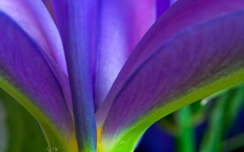 Purple Flower Petals — Vibrant, Photograph