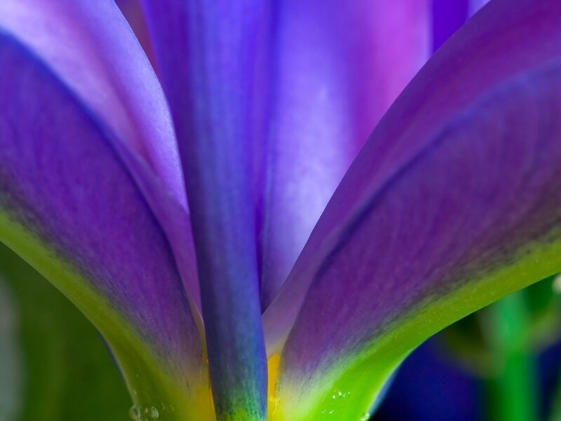 Purple Flower Petals — Vibrant