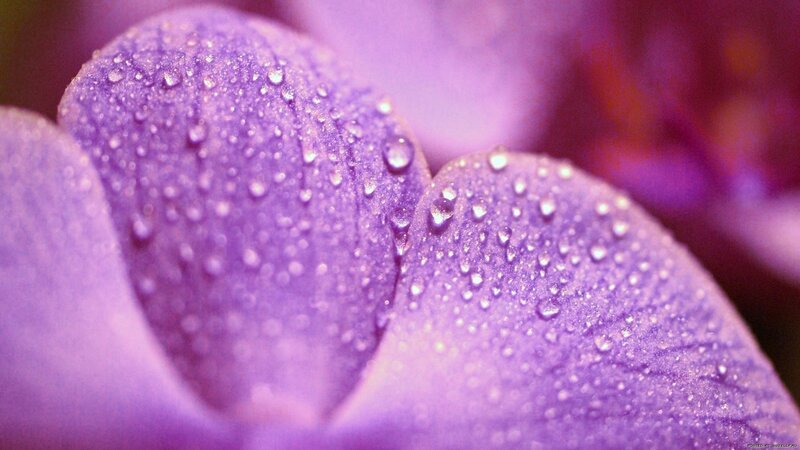 Purple Flower Petals — Water Droplets