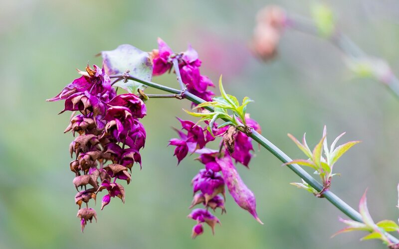 Purple Flower Pods