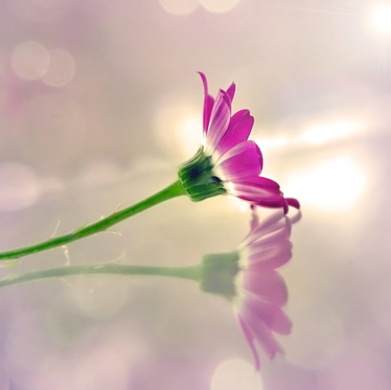 Purple Flower Reflection