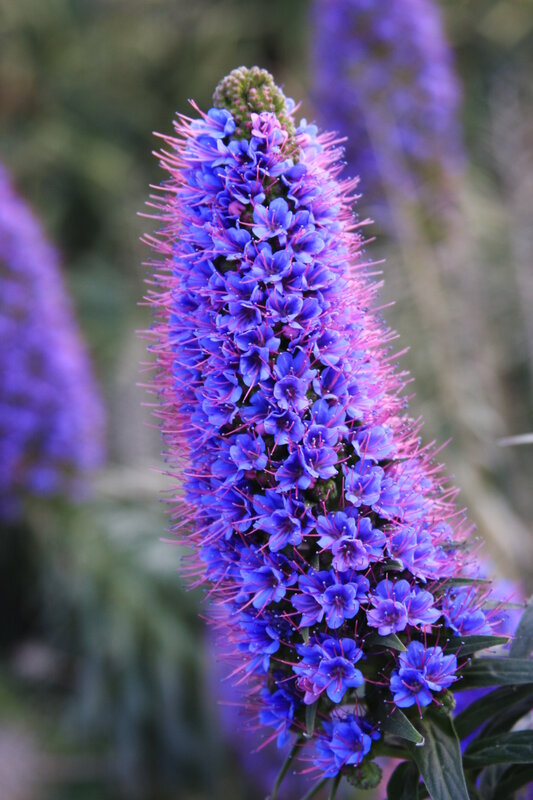 purple flower spike