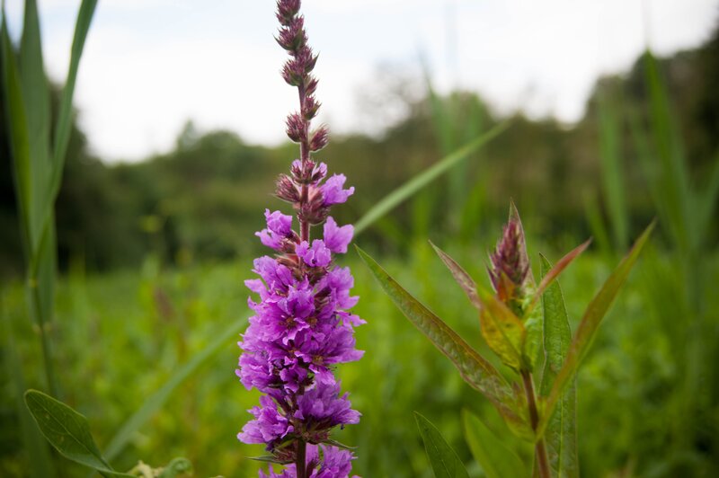 Purple Flower Spike — Calm, Afternoon