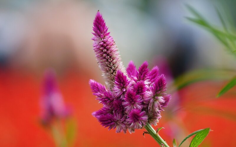 Purple Flower Spike — Calm