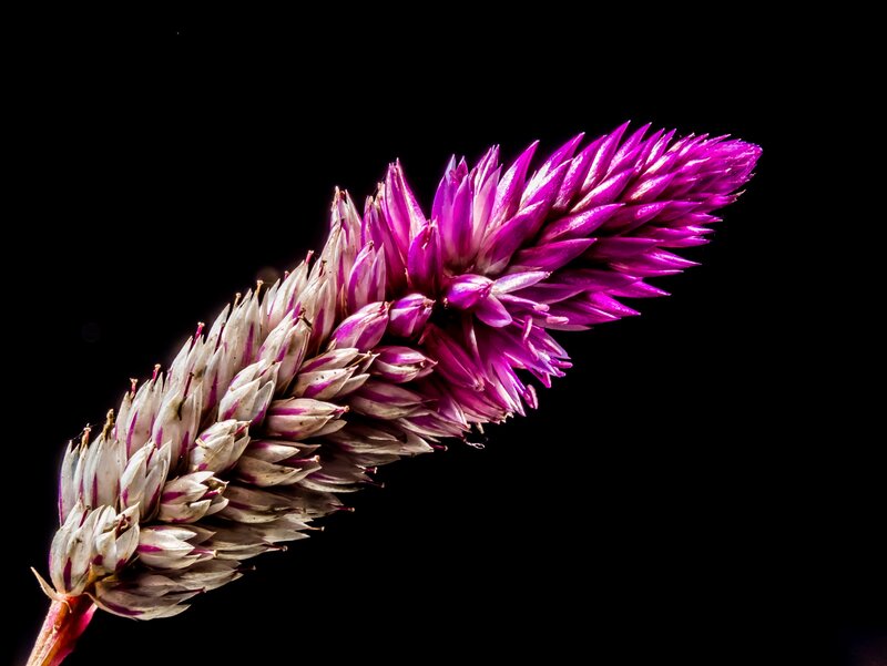 Purple Flower Spike — Dramatic