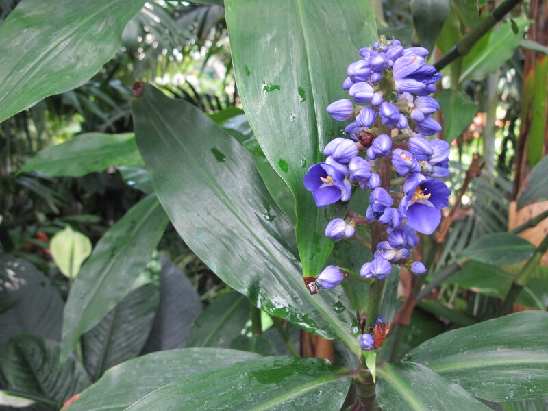 Purple Flower Spike — Green