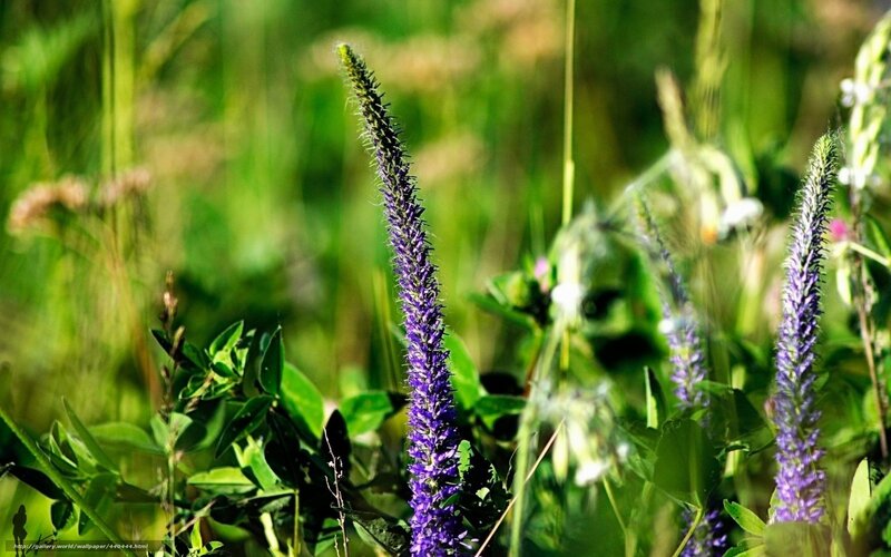 Purple Flower Spike — Serene, Afternoon