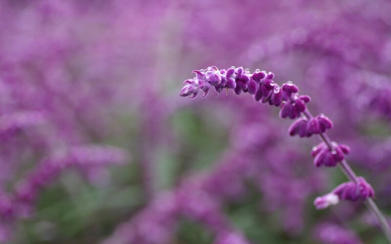 Purple Flower Spike — Serene, Photograph