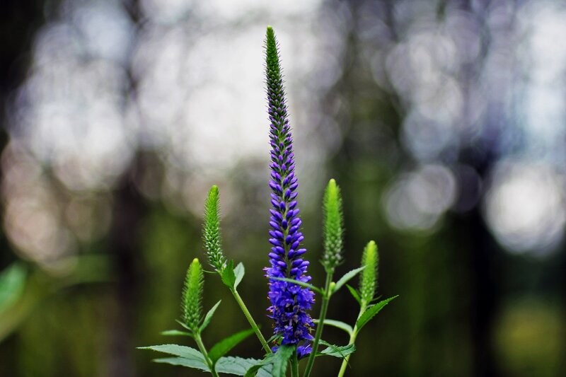 Purple Flower Spike — Serene, Spring
