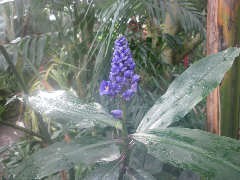 Purple Flower Spike — Serene