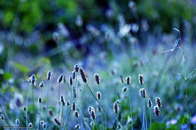 Purple Flower Spikes — Blue, Serene