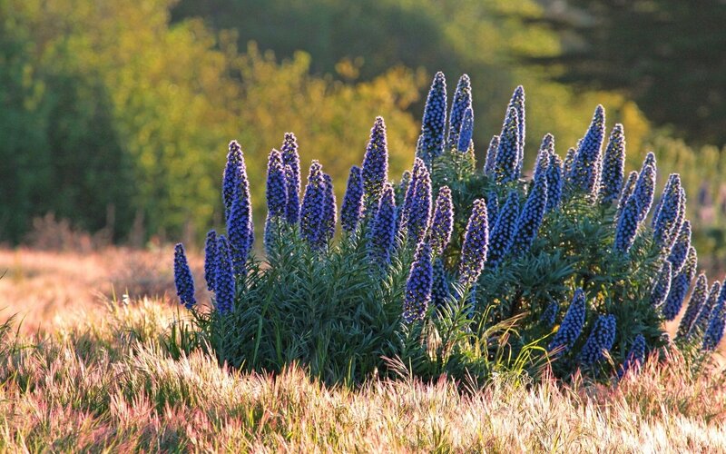 Purple Flower Spikes — Blue