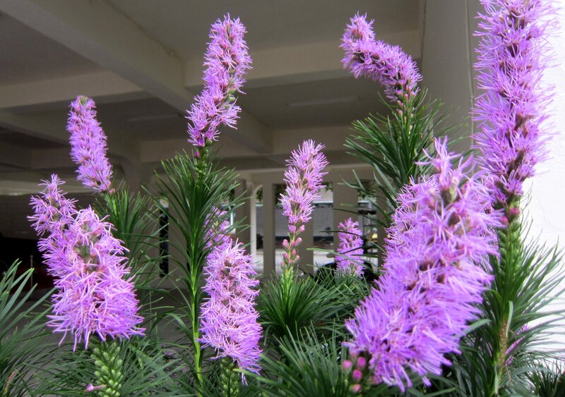 Purple Flower Spikes — Calm, Afternoon