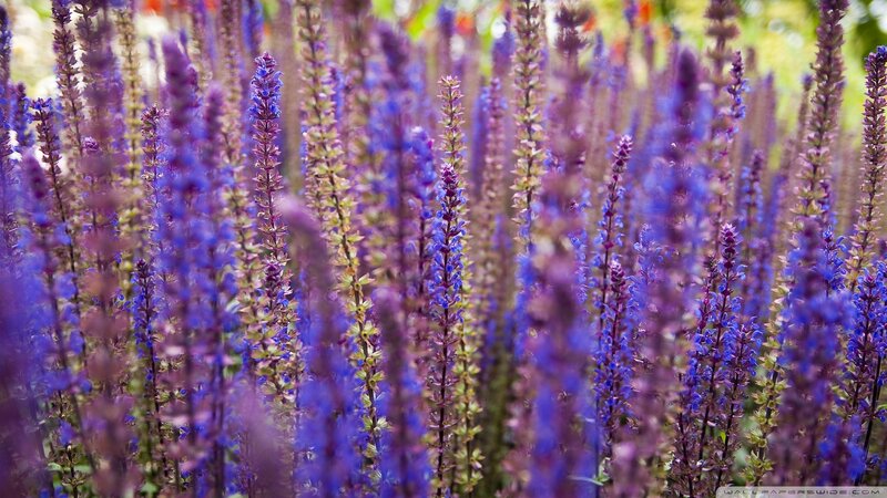 Purple Flower Spikes — Calm, Summer, Photograph, Flowers
