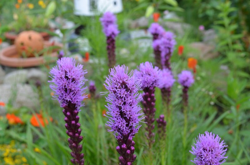Purple Flower Spikes — Calm, Summer, Photograph, Green Grass