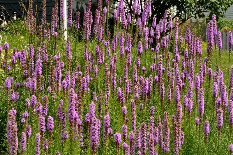 Purple Flower Spikes — Calm, Summer, Photograph
