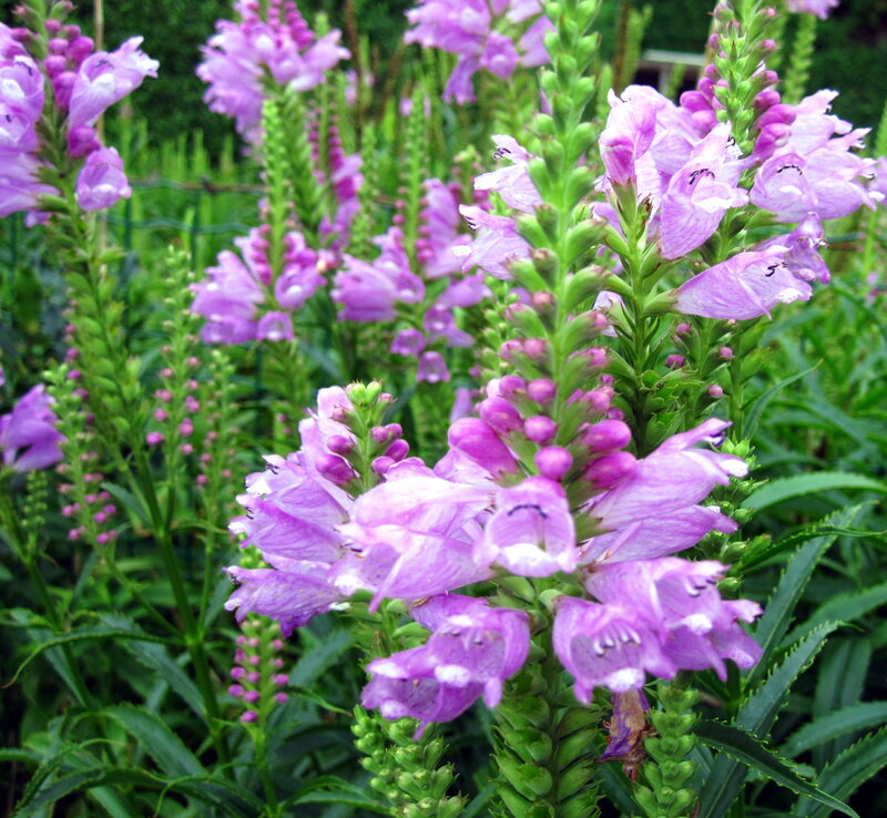 Purple Flower Spikes — Calm, Summer