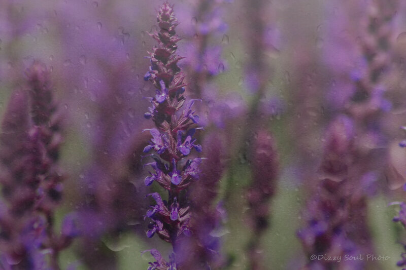 Purple Flower Spikes — Calm