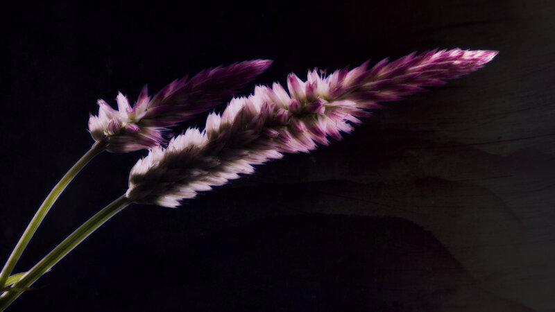 Purple Flower Spikes — Dramatic