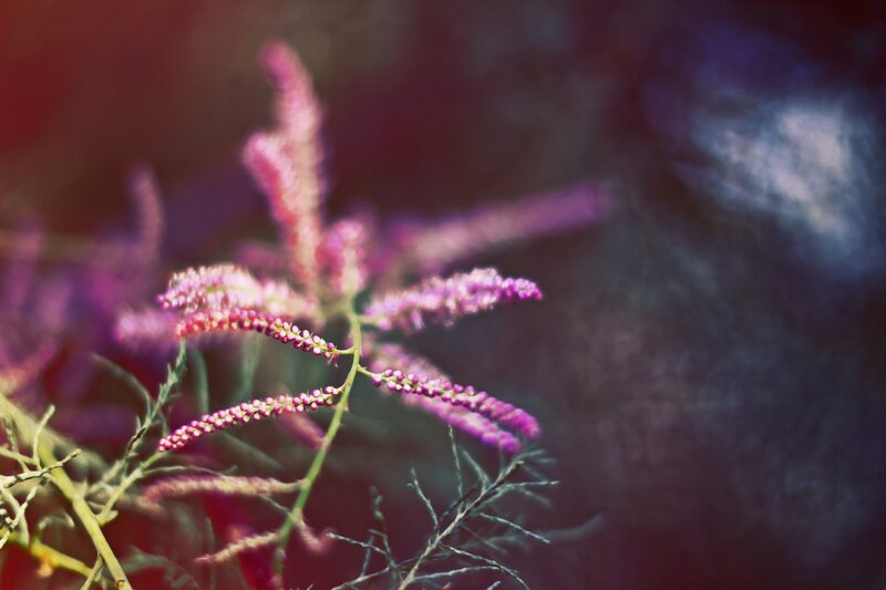 Purple Flower Spikes — Dreamy, Photograph