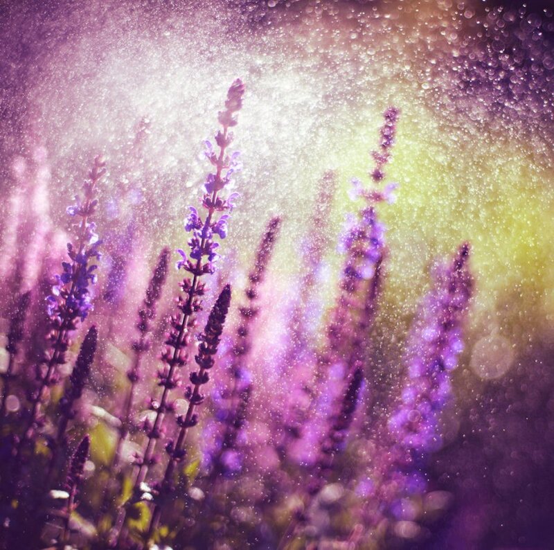 Purple Flower Spikes — Dreamy