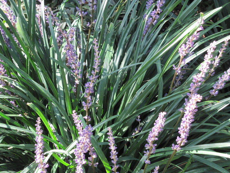 Purple Flower Spikes — Green, Calm
