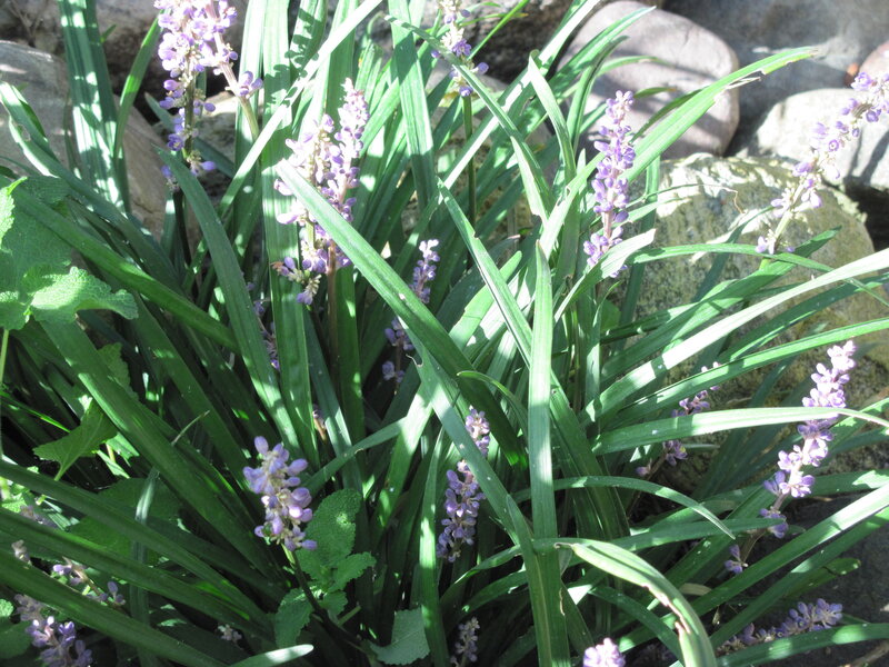 Purple Flower Spikes — Green