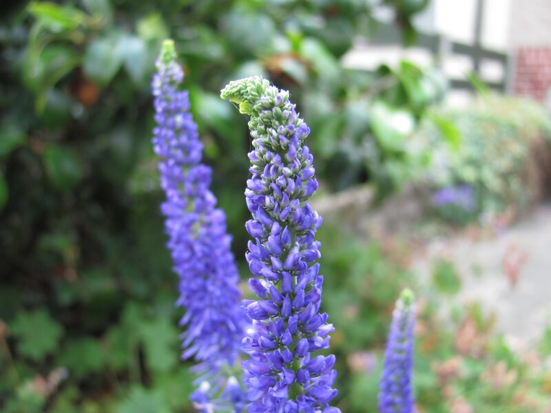 Purple flower spikes in garden