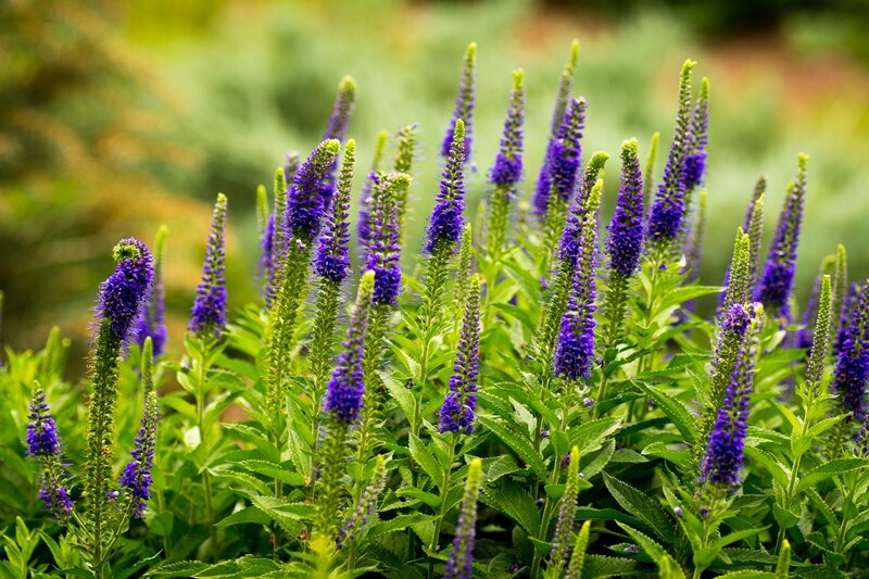 purple flower spikes in garden