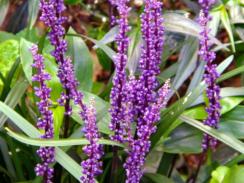 purple flower spikes in garden
