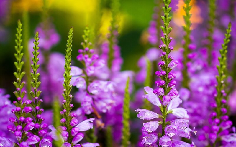 Purple flower spikes in garden