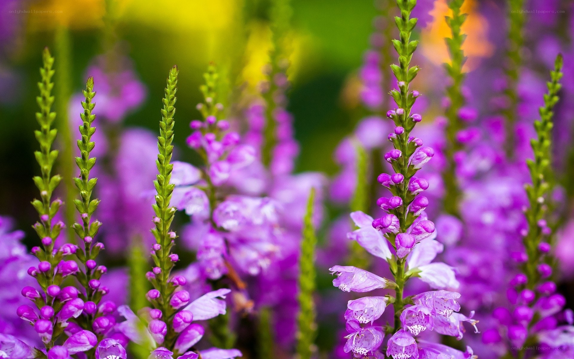 Purple flower spikes in garden