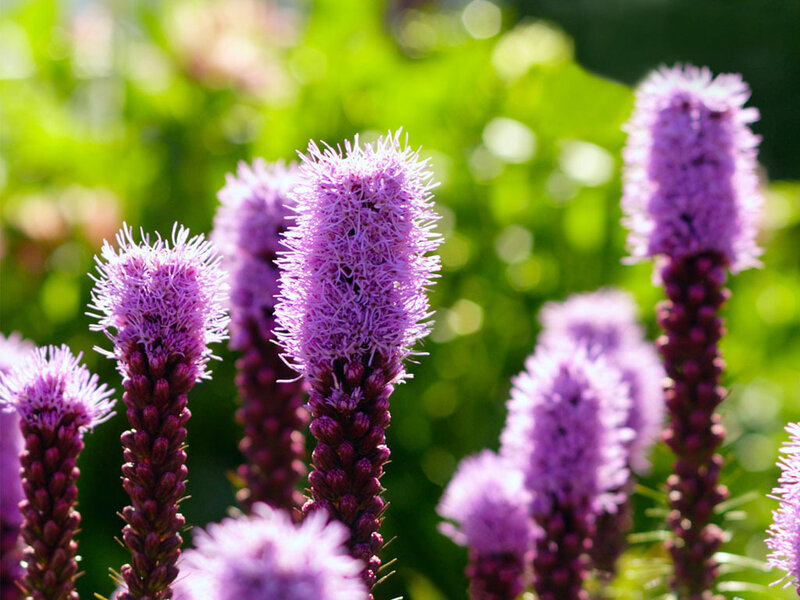 purple flower spikes in sunlight