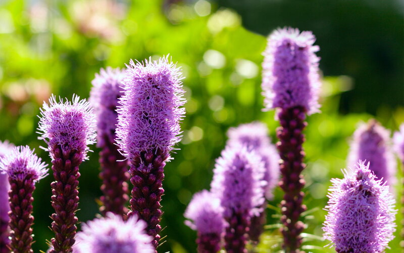 Purple flower spikes in sunlight