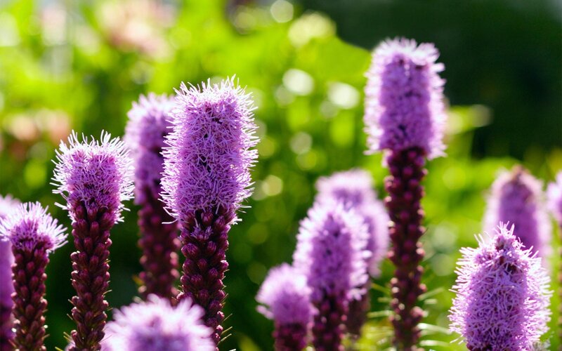 purple flower spikes in sunlight