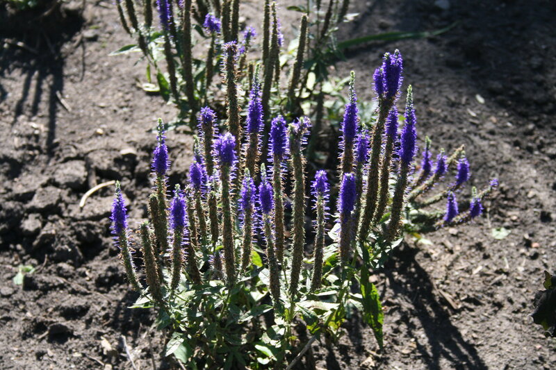 Purple Flower Spikes — Natural, Afternoon
