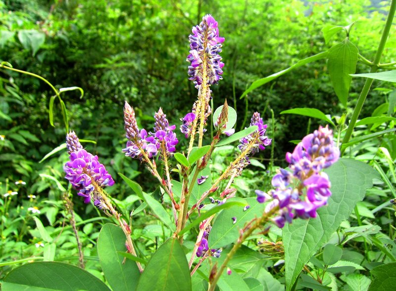 Purple Flower Spikes — Natural